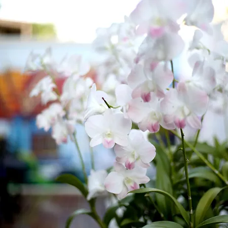 The Orchid House 153-2